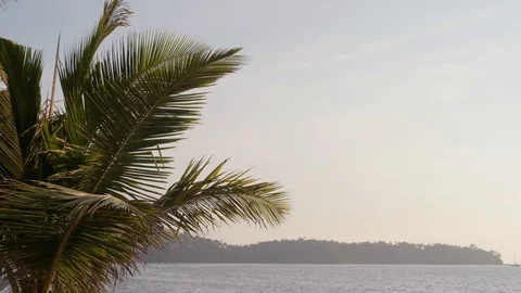 Palm branches against in front of the ocean Stock Footage 126236788