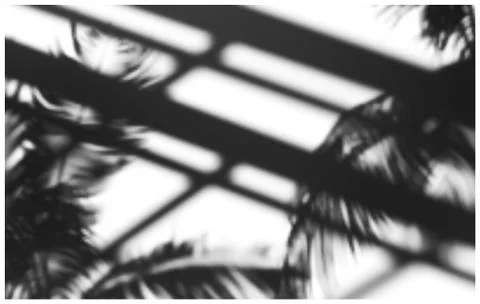 Palm branches and architectural elements soft shadows Stockillustratie