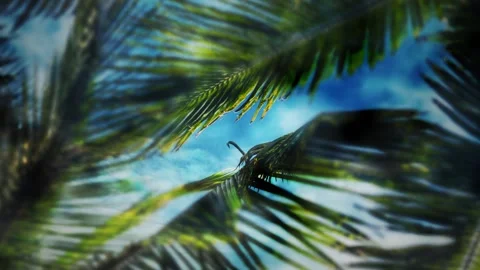 Palm Branches And Moving Clouds Motion Loop Stock Footage 150696517