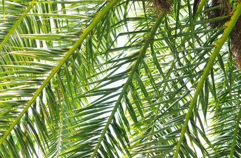 Palm branches background palm branches background at tropical sea on summe... Stock-Fotos