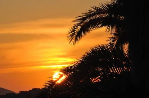 Palm branches background palm branches background at tropical sea on summe... Stock-Fotos