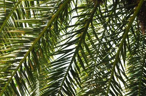 Palm branches background palm branches background at tropical sea on summe... Stock-Fotos