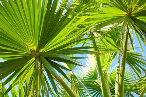 Palm Branches Background Stock Photos