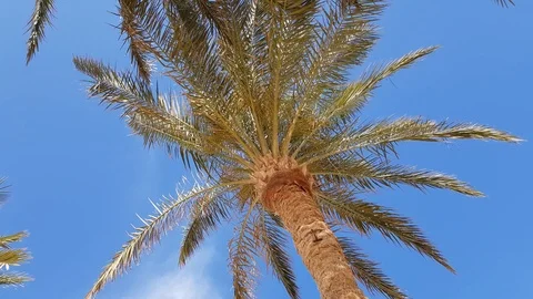 Palm branches bottom view Stock-Footage 107867567