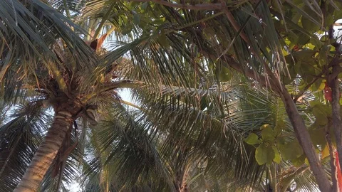 Palm branches close-up, camera movement under palm trees Stock Footage 127015615