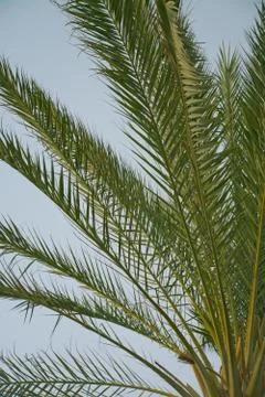 Palm branches closeup Stock Photos