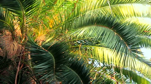Palm branches Stock Footage 4279970