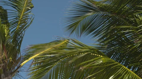 Palm branches 스톡 동영상 129425305