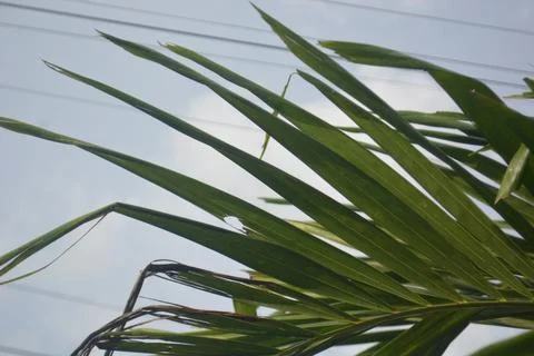 Palm branches in the garden Stock Photos