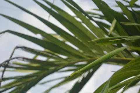 Palm branches in the garden Stock Photos