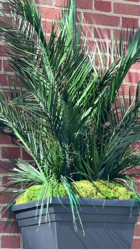 Palm branches gently moving in a vase outside of a church on Palm Sunday Video stock 337580818