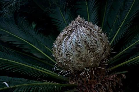 Palm branches growing seen up close Stock Photos
