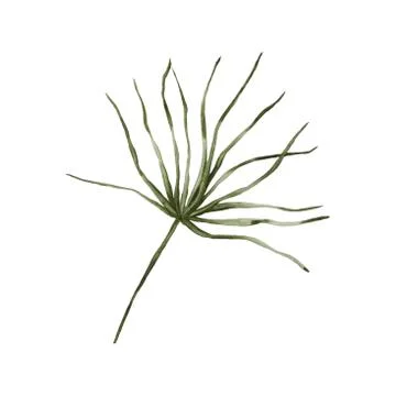 Palm branches. Isolated on a white background. Stock Illustration