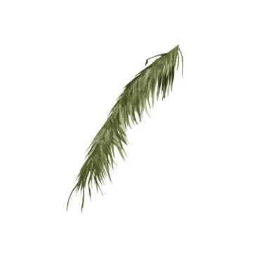 Palm branches. Isolated on a white background. Stock Illustration