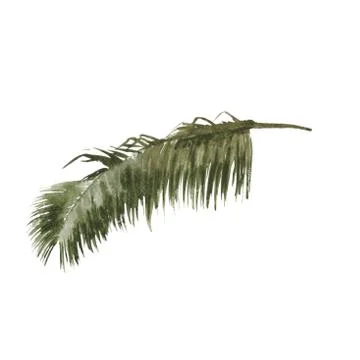 Palm branches. Isolated on a white background. Stock Illustration