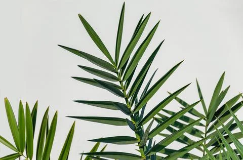 Palm branches on a light background Stock Photos