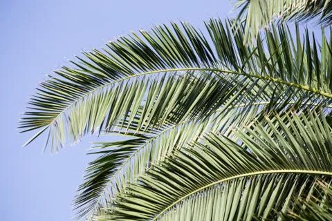 Palm branches 库存照片
