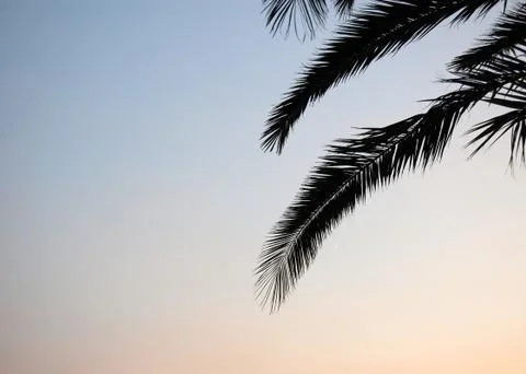Palm branches 스톡 사진