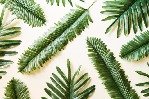 Palm branches Фото