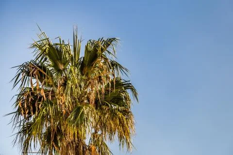 Palm branches Stock Photos