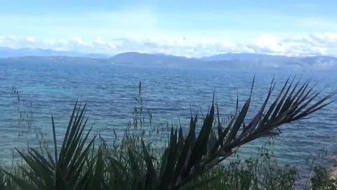 Palm branches on the sea background Stock Footage 308815066