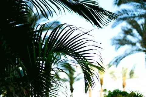 Palm branches with sun light effect. Summer, holiday and travel concept with Stock Photos