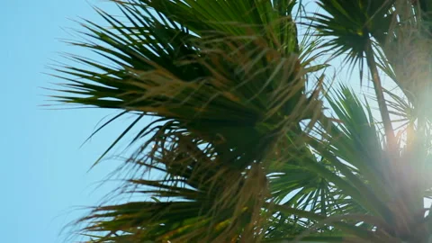 Palm branches in the sun. Slow motion palm trees with sun. 動画素材 91702170