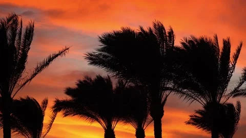 Palm branches sway in the wind at sunset, tropical landscape, sunrise on the Stock Footage 168912614