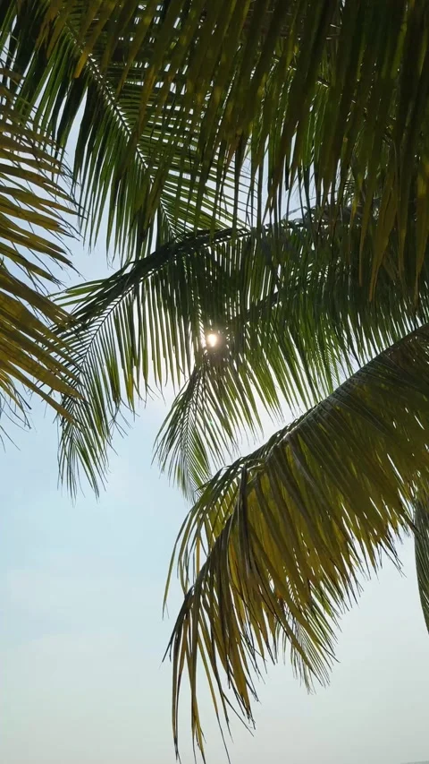 Palm branches swaying in the wind against the blue sky Stock Footage 306573836