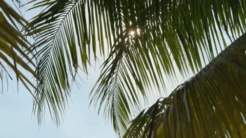 Palm branches swaying in the wind against the blue sky Stock Footage 306573897