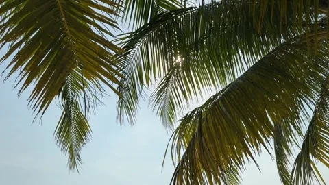 Palm branches swaying in the wind against the blue sky Stock Footage 306573964