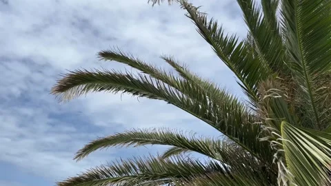 Palm branches swaying in the wind, cloudy weather. Stock Footage 245913129