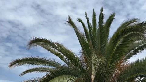 Palm branches swaying in the wind, cloudy weather. Stock Footage 245913133