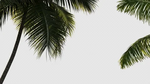 Palm branches on a transparent background with alpha channel Stock Footage 235528700