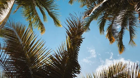 Palm branches waving in the wind Stock Footage 103544405