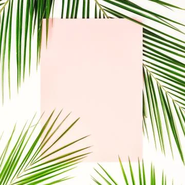Palm branches on white background. Stock Photos