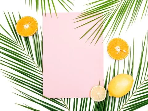 Palm branches on white background. Stock Photos