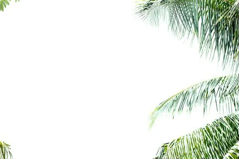 Palm branches on a white background. Foto stock