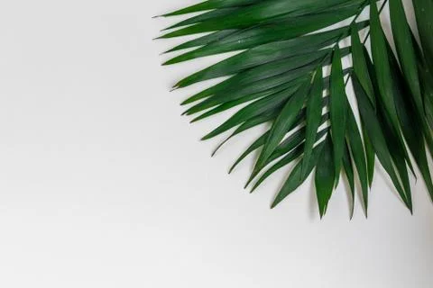 Palm branches on a white background. Suitable for board, postcards. Фото