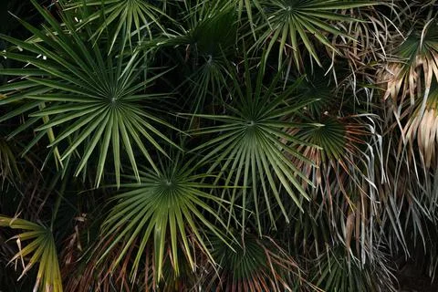 Palm Bushes Stock Photos