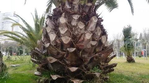 Palm Butia capitata Stock Footage