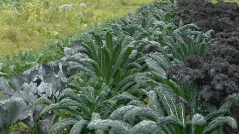 Palm Cabbage Growing Video stock 241598129