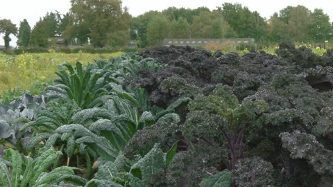 Palm Cabbage Patch in Growth Video stock 241598967