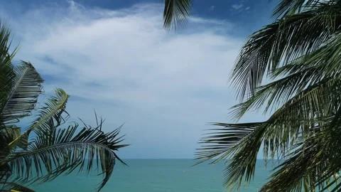 Palm canopy over quiet sandy bay. Lush green coconut palm trees sway gently in Stock Footage 312746165
