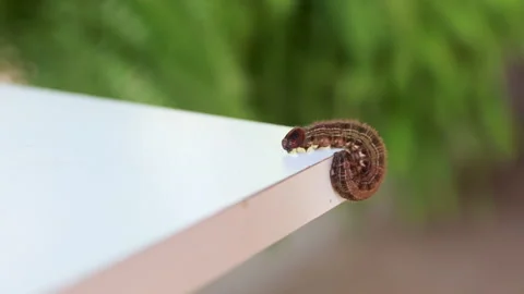 Palm caterpillar climbing on white table Stock Footage 262335964