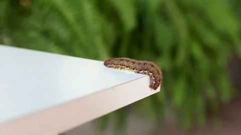 Palm caterpillar moving on white table Stock Footage 262336064