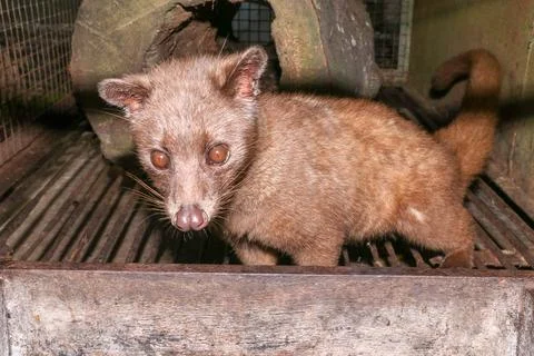 Palm Civet eats ripe robusta coffee berries. Portrait of nocturnal animals Sm Stockfoto's