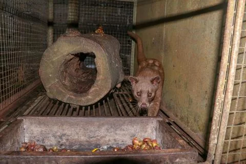 Palm Civet eats ripe robusta coffee berries. Portrait of nocturnal animals Sm 스톡 사진