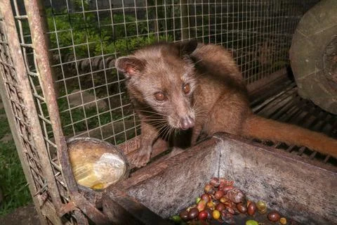 Palm Civet eats ripe robusta coffee berries. Portrait of nocturnal animals Sm Foto stock