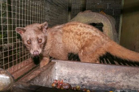 Palm Civet eats ripe robusta coffee berries. Portrait of nocturnal animals Sm Stockfoto's